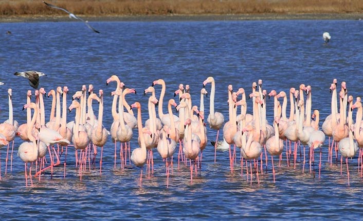 Flamingolar Konaklamaya Başladı